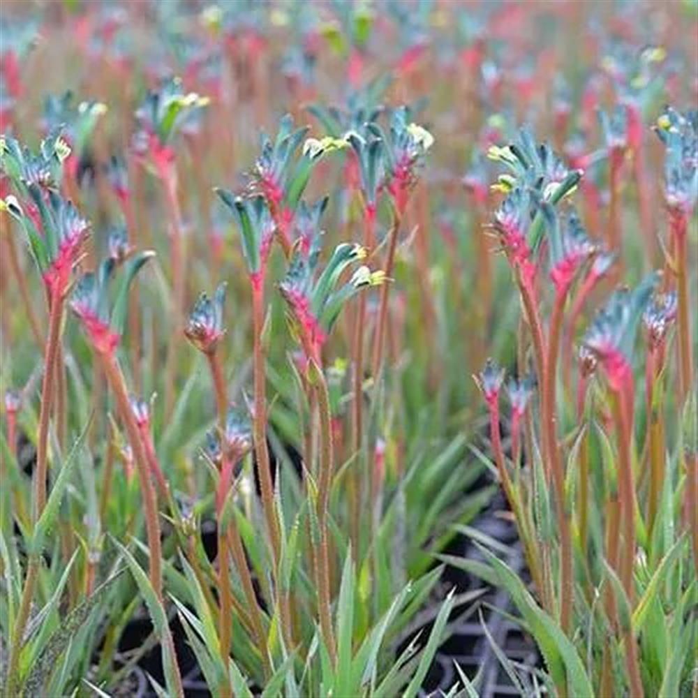 Kangaroo Paw, Celebrations Fireworks