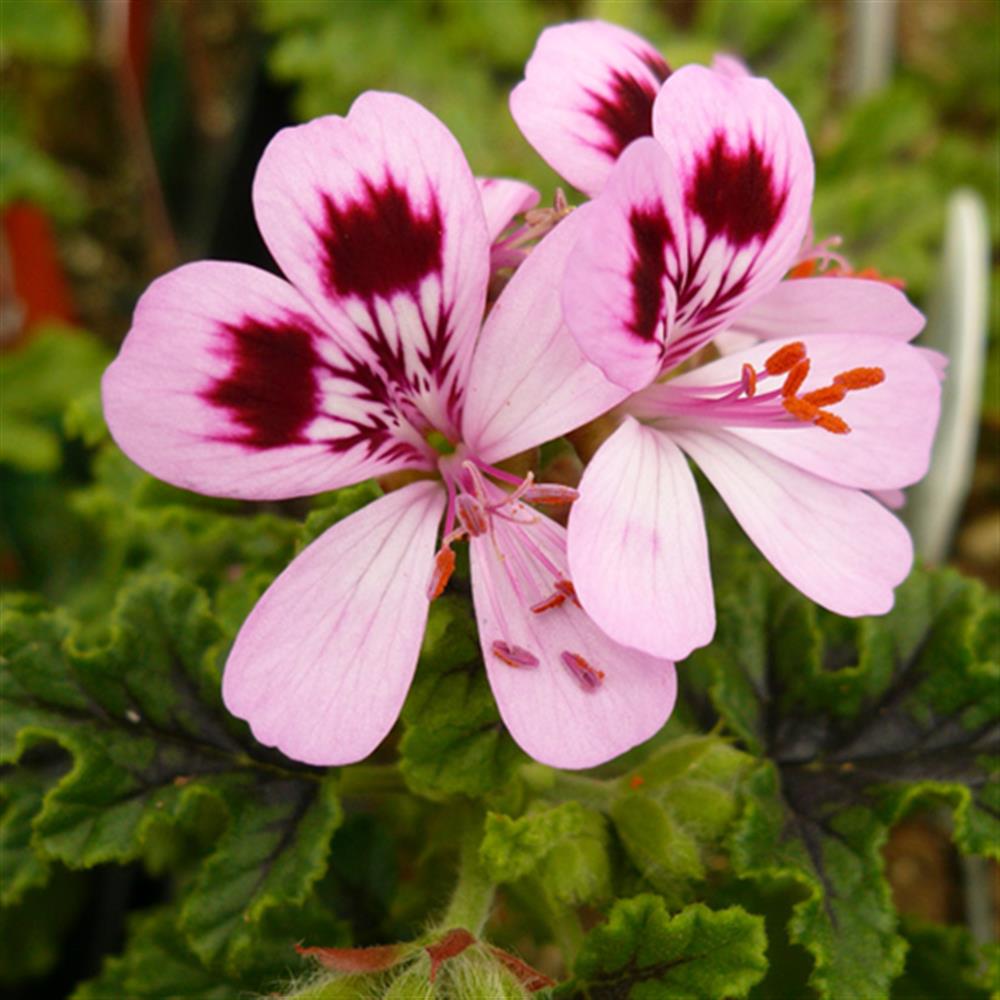 Geranium Mosquito Shocker 4"