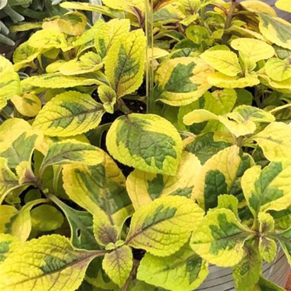 Plectranthus Guacamole 4"