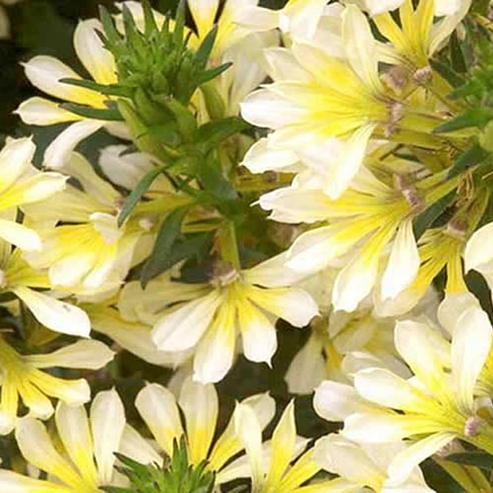 Scaevola Scalora Suntastic Fanflower 4"