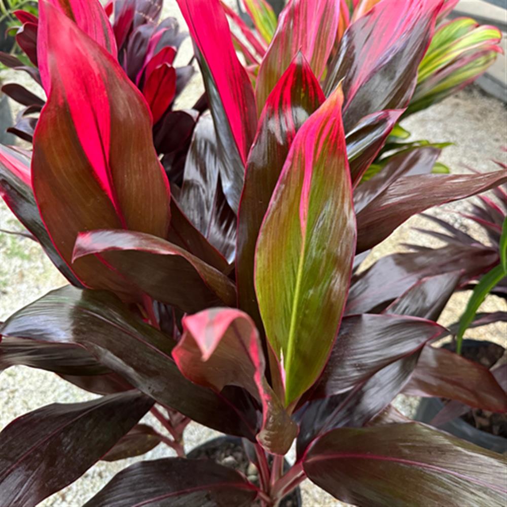 Cordyline fruiticosa Florica 10"