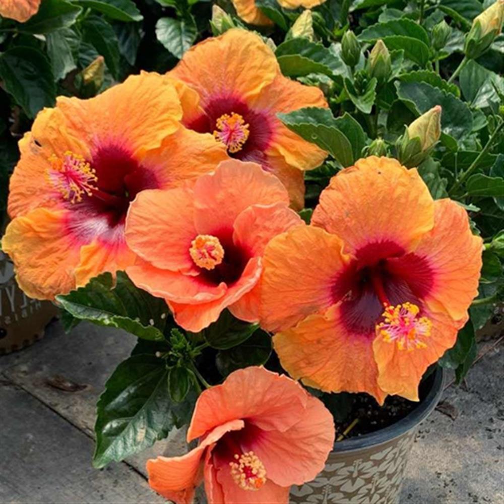 Hibiscus, Tropical 'Hollywood Disco Diva' 10" Pot