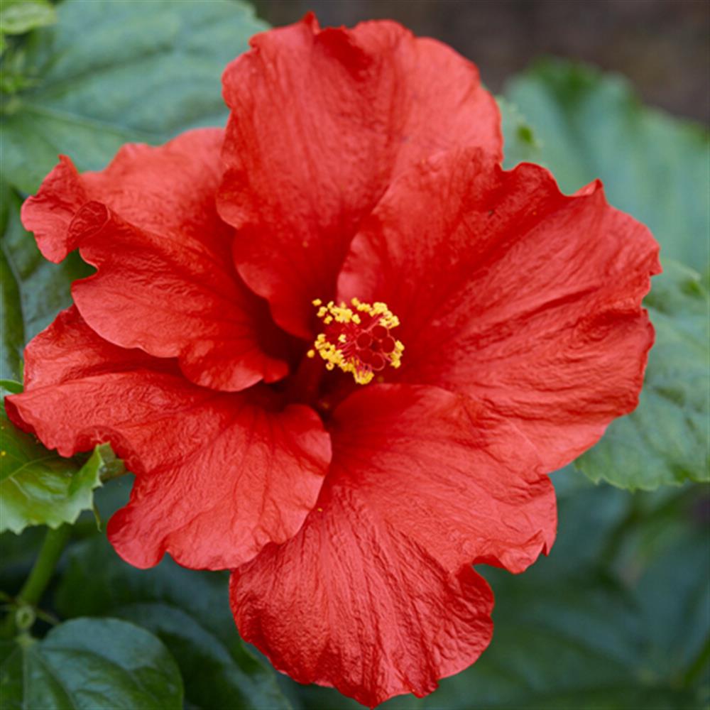 Hibiscus, Tropical 'Hollywood First To Arrive' 10" Pot