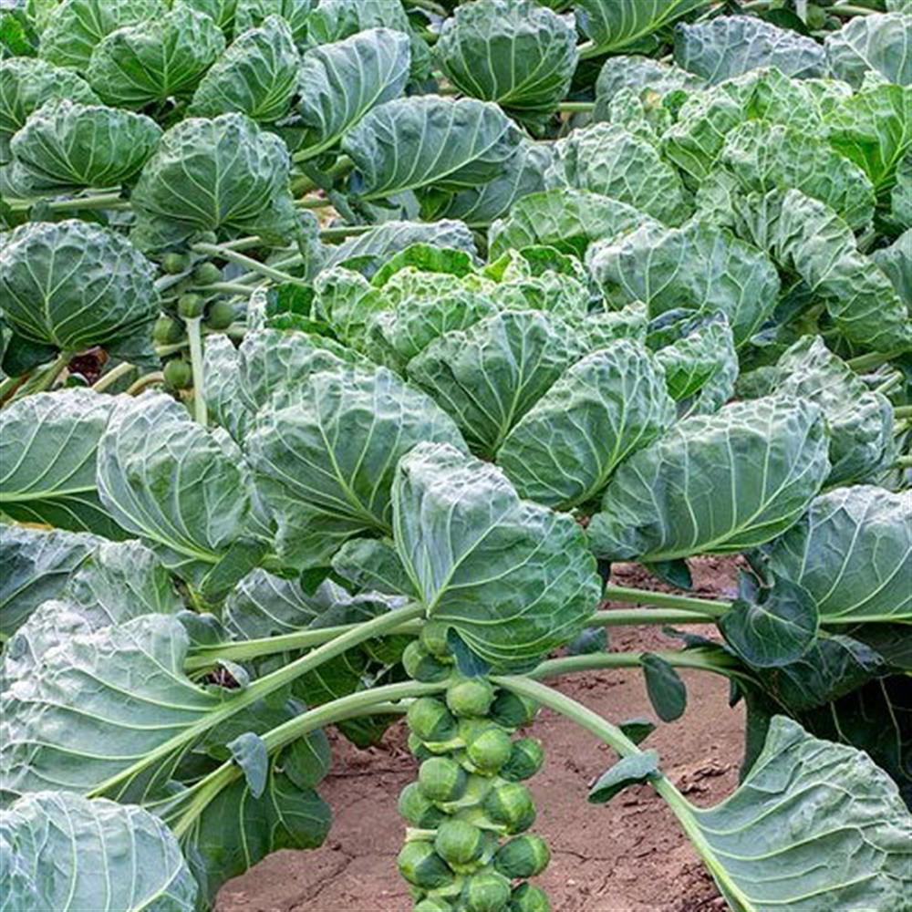 Brussel Sprout 'Jade Cross' 4 Pack