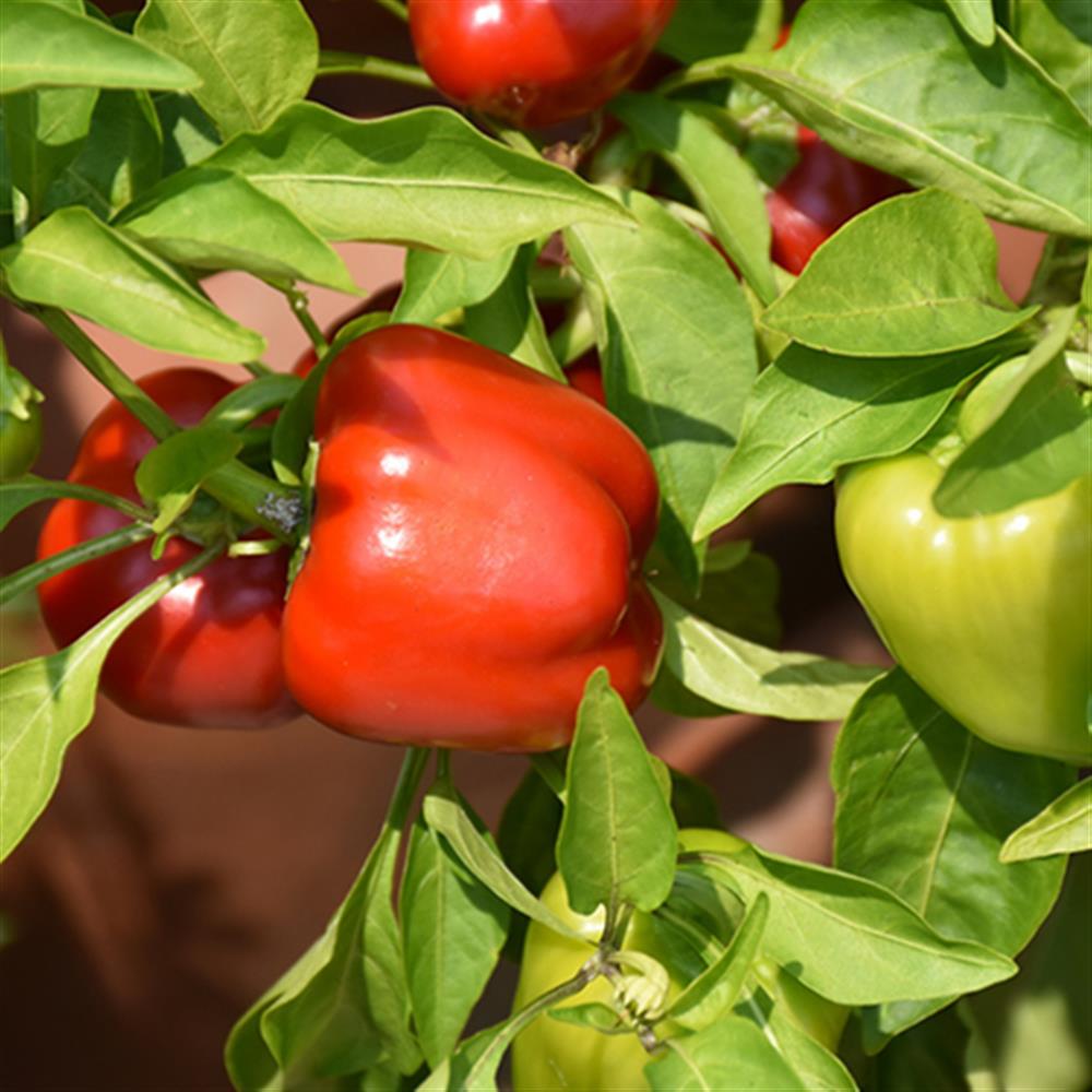 Pepper Snackabell Mini Bell Pepper 4"