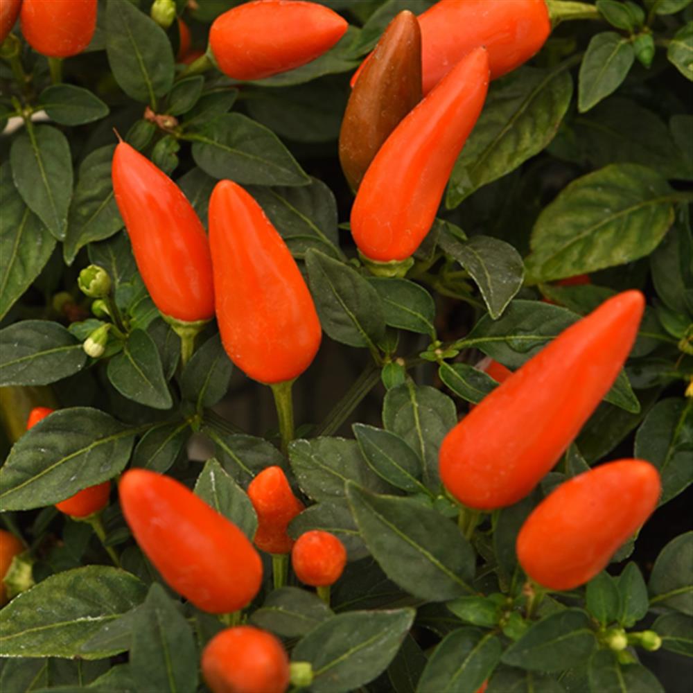 Pepper Sugar Kick 4.25" Grande