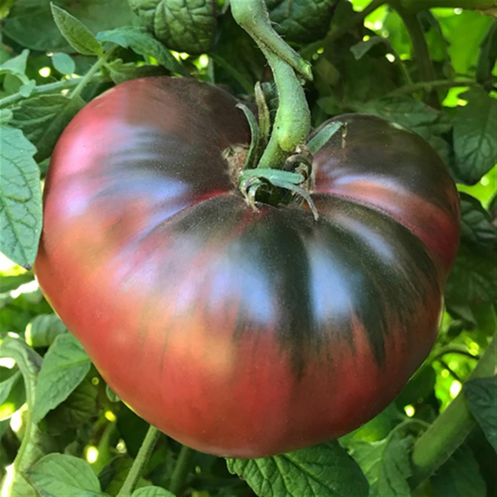 Tomato Purple Zebra 4.75"
