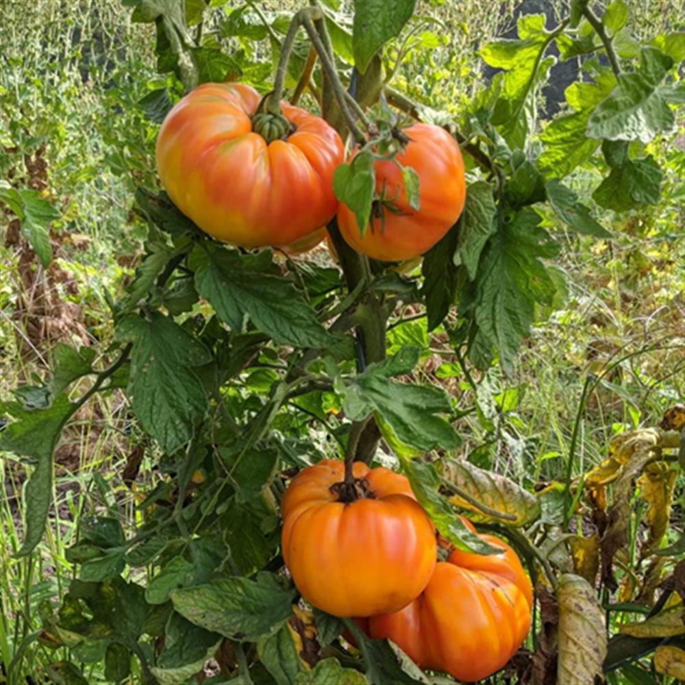 Tomato Striped German 4.75"
