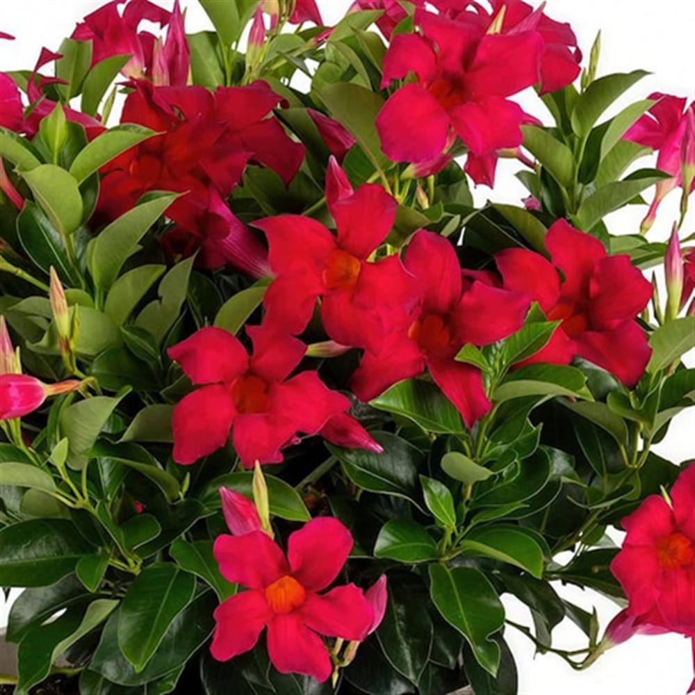 Mandevilla Strawberry Lemonade Qt