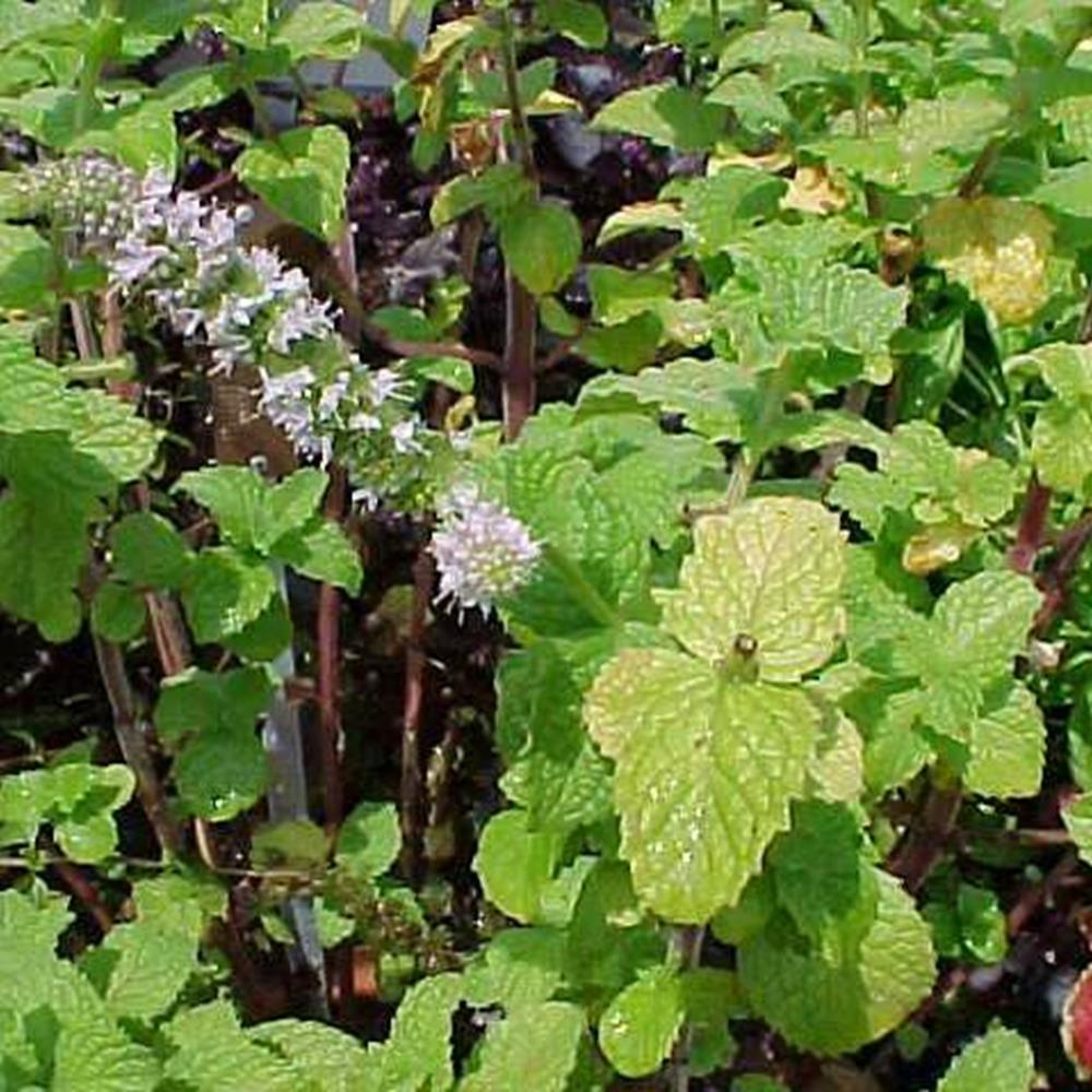 Herb, Mint Apple 4" 4"