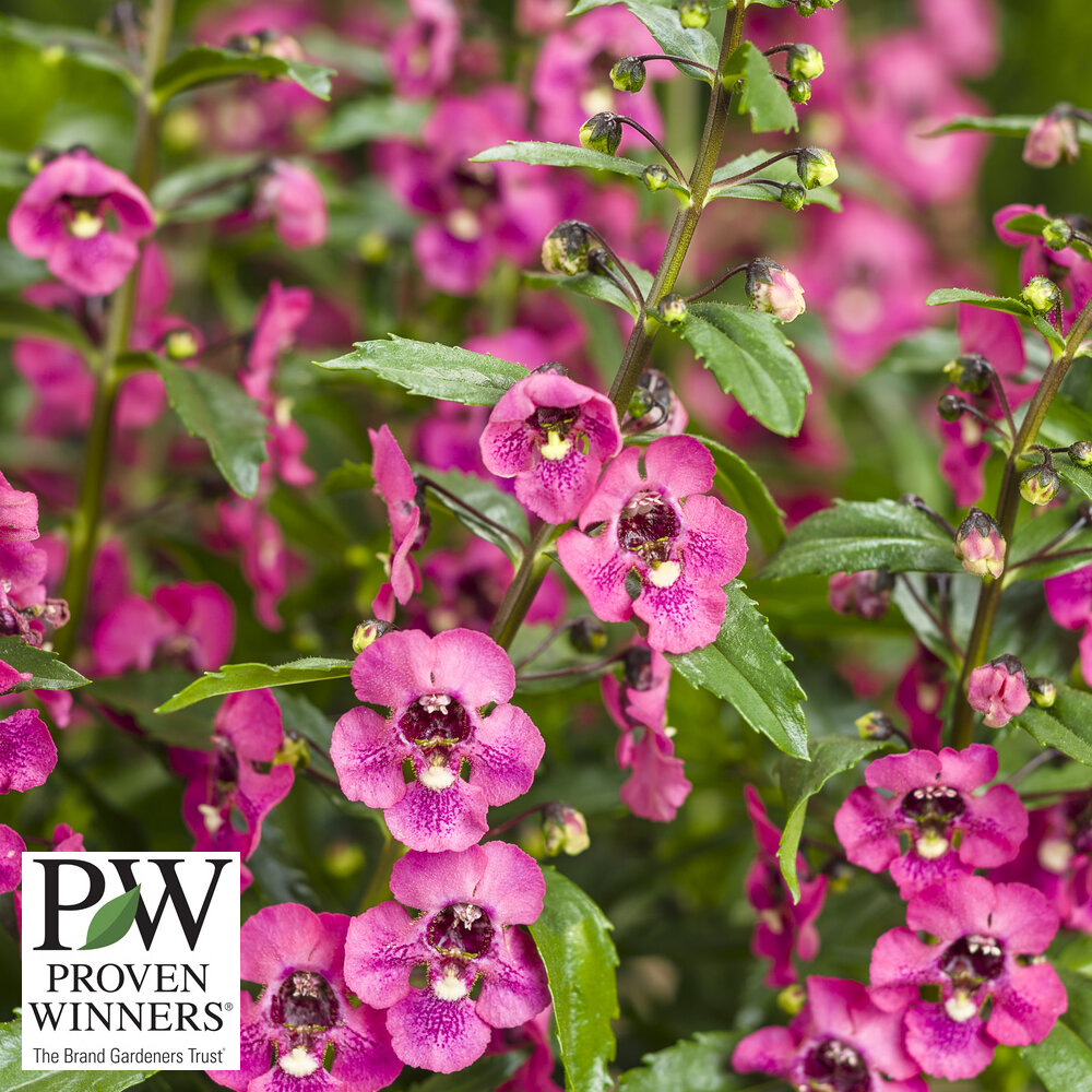Plant Search – Ruibals
