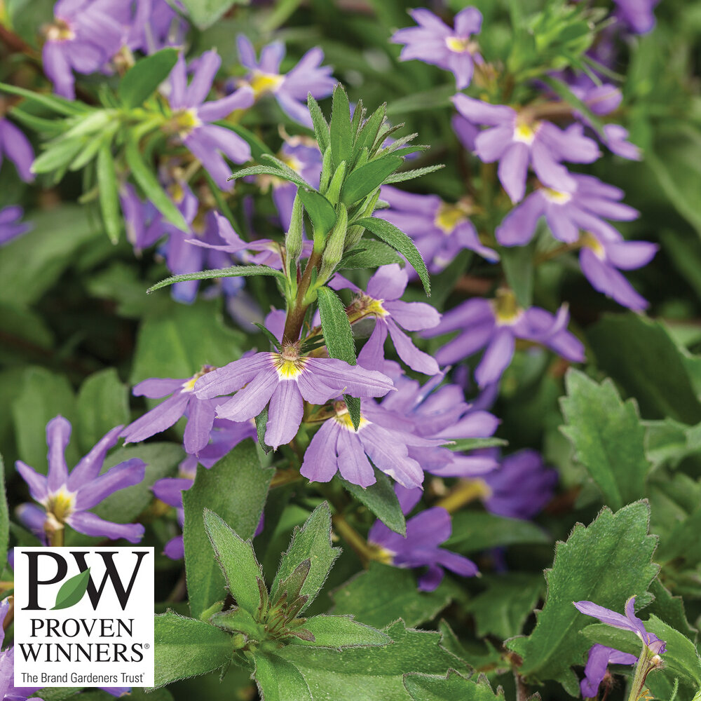 Scaevola 'Whirlwind Blue'