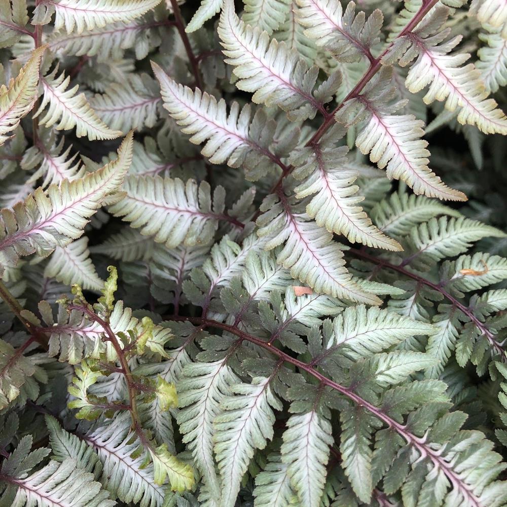 Fern, Japanese Painted #1