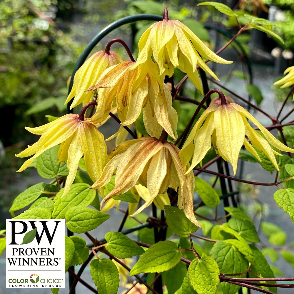 Clematis, 'Funyella' #2