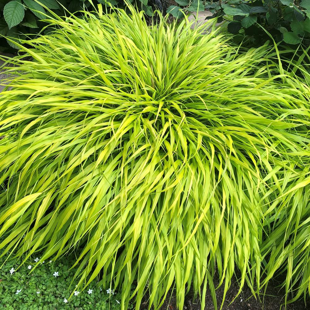 Grass, Forest Grass 'All Gold' #1 #1