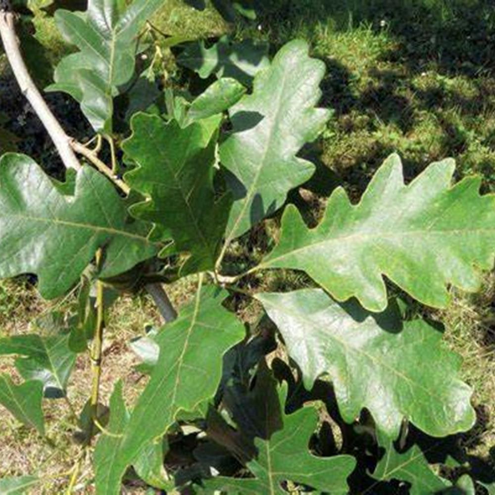 Oak, Burr #10