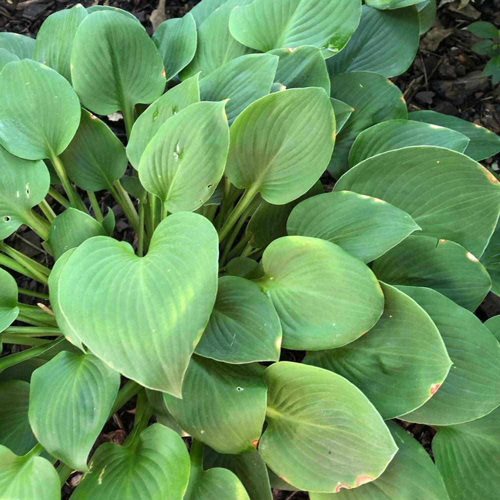 Hosta 'Blue Mouse Ears' Mini #1 #1