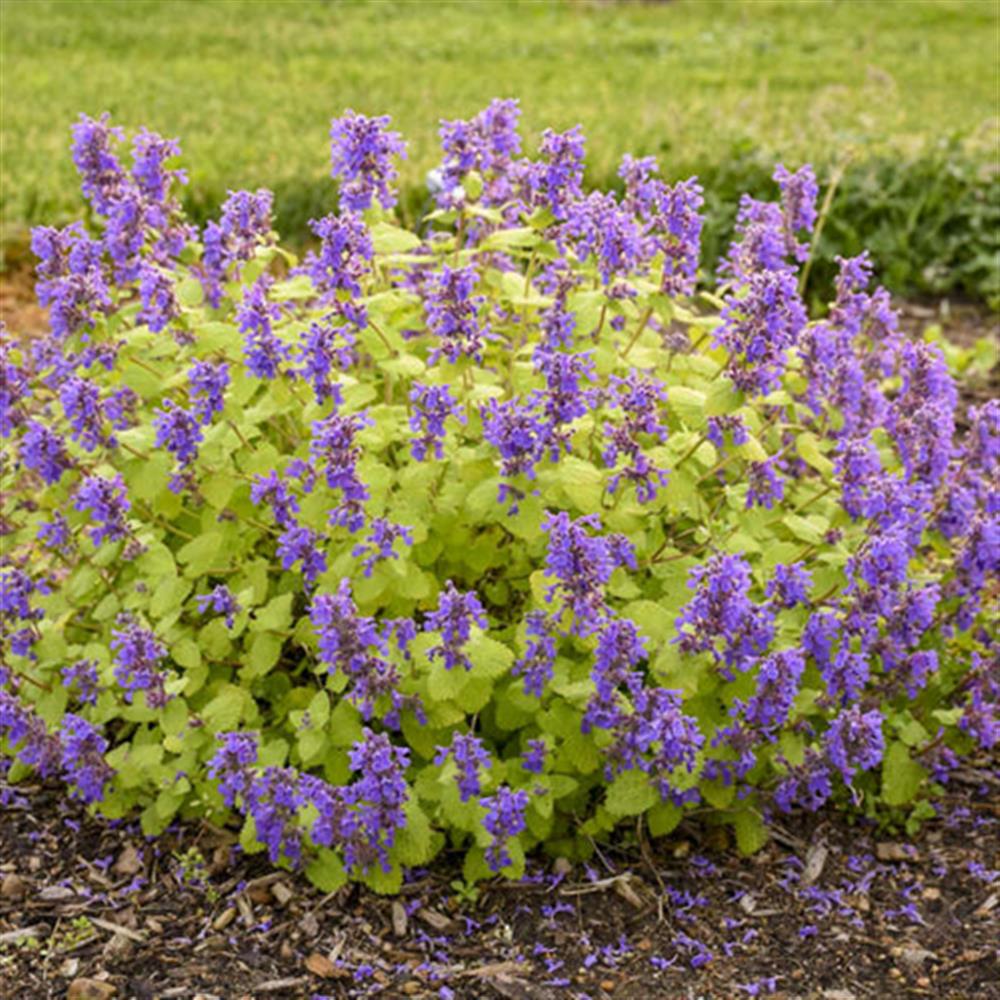 Catmint, Chartreuse on the loose #1 #1