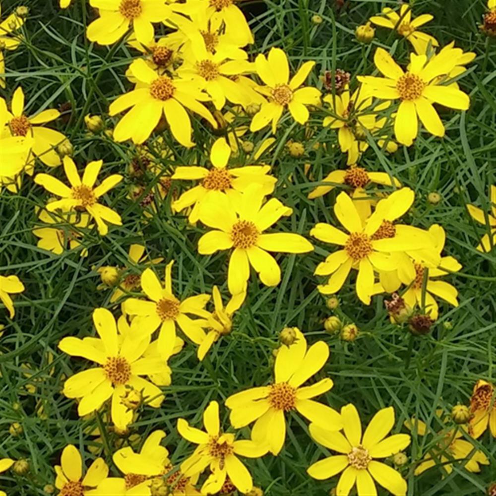 Coreopsis 'Mayo Clinic Flower of Hope' #1