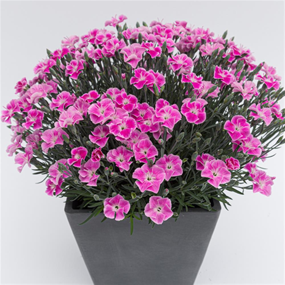 Dianthus 'Star Single It-Girl' #1 #1 Pot