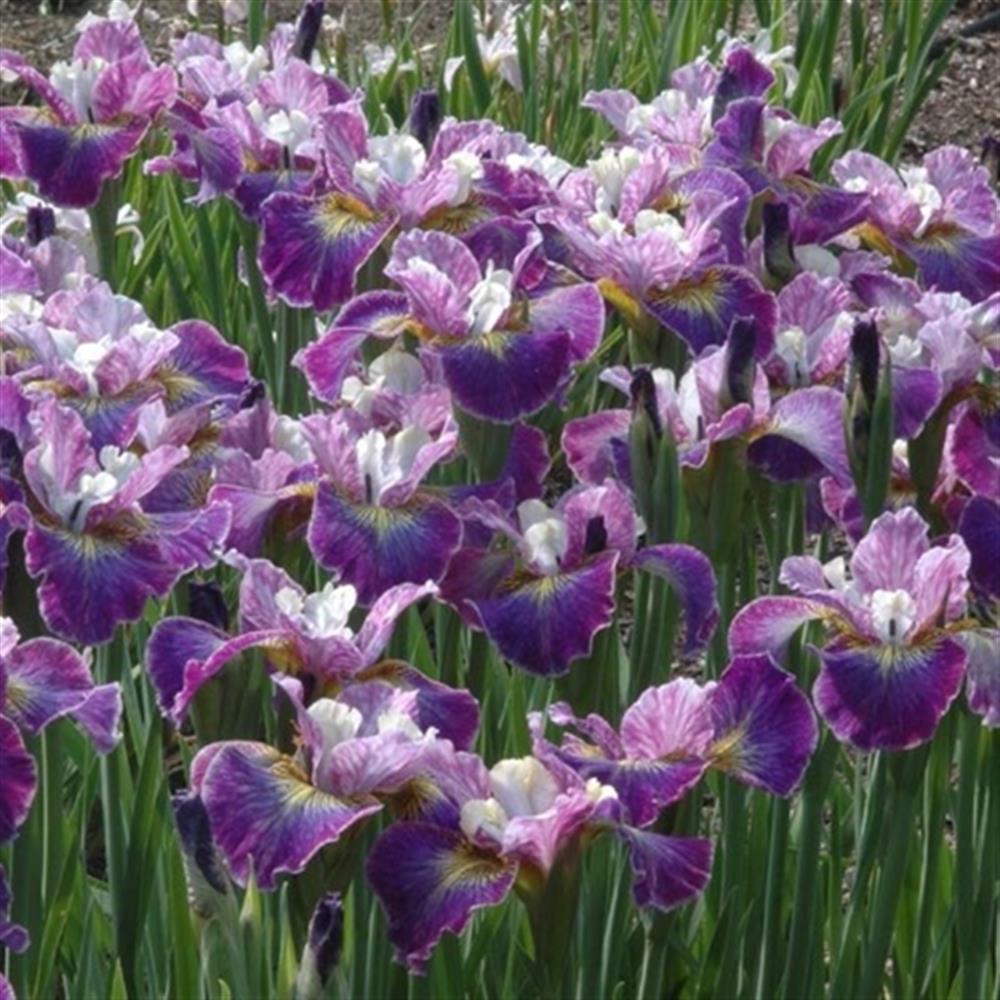 Iris, Siberian 'Charming Billy' #1 #1