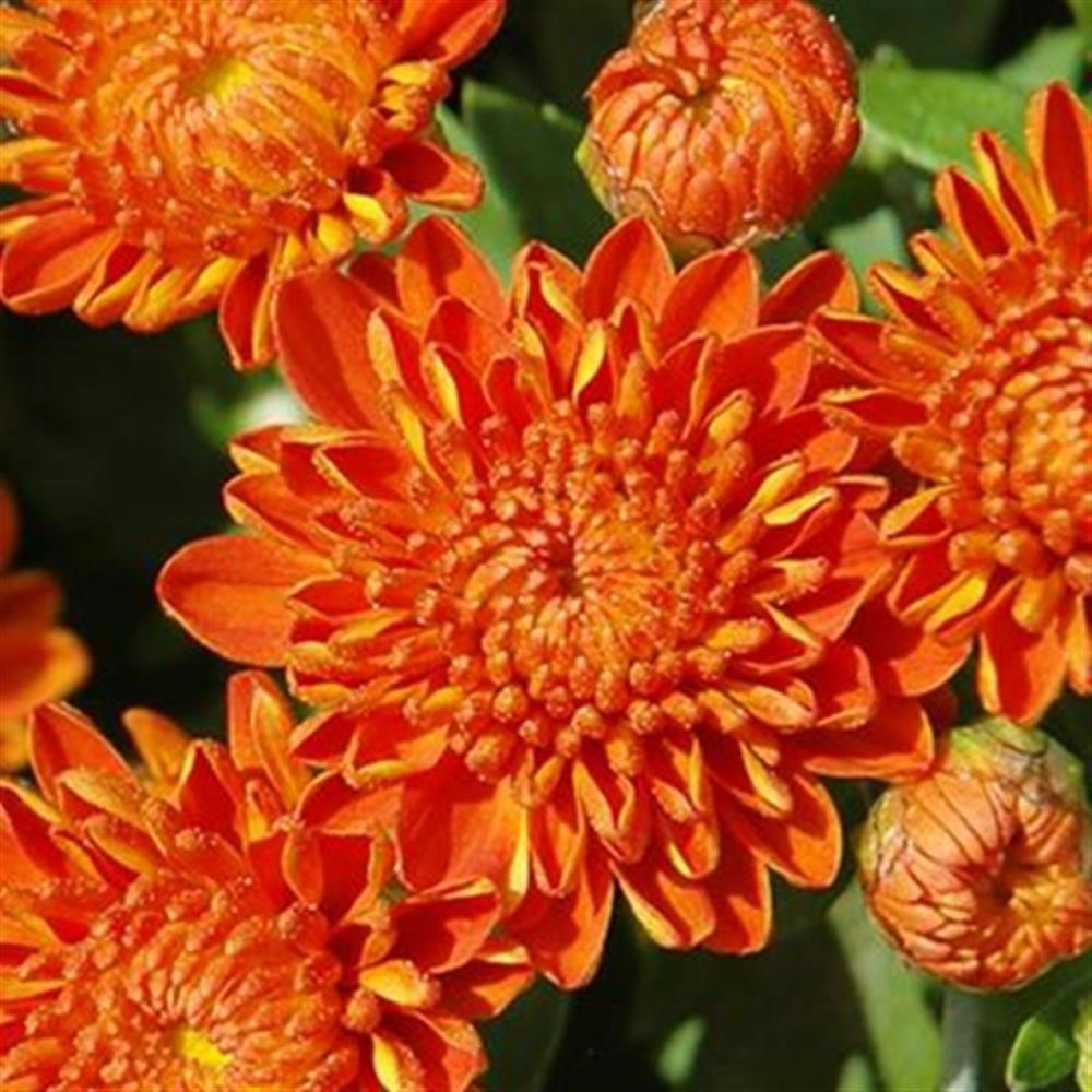 Mum 'Autumn Spice Igloo' #1 #1