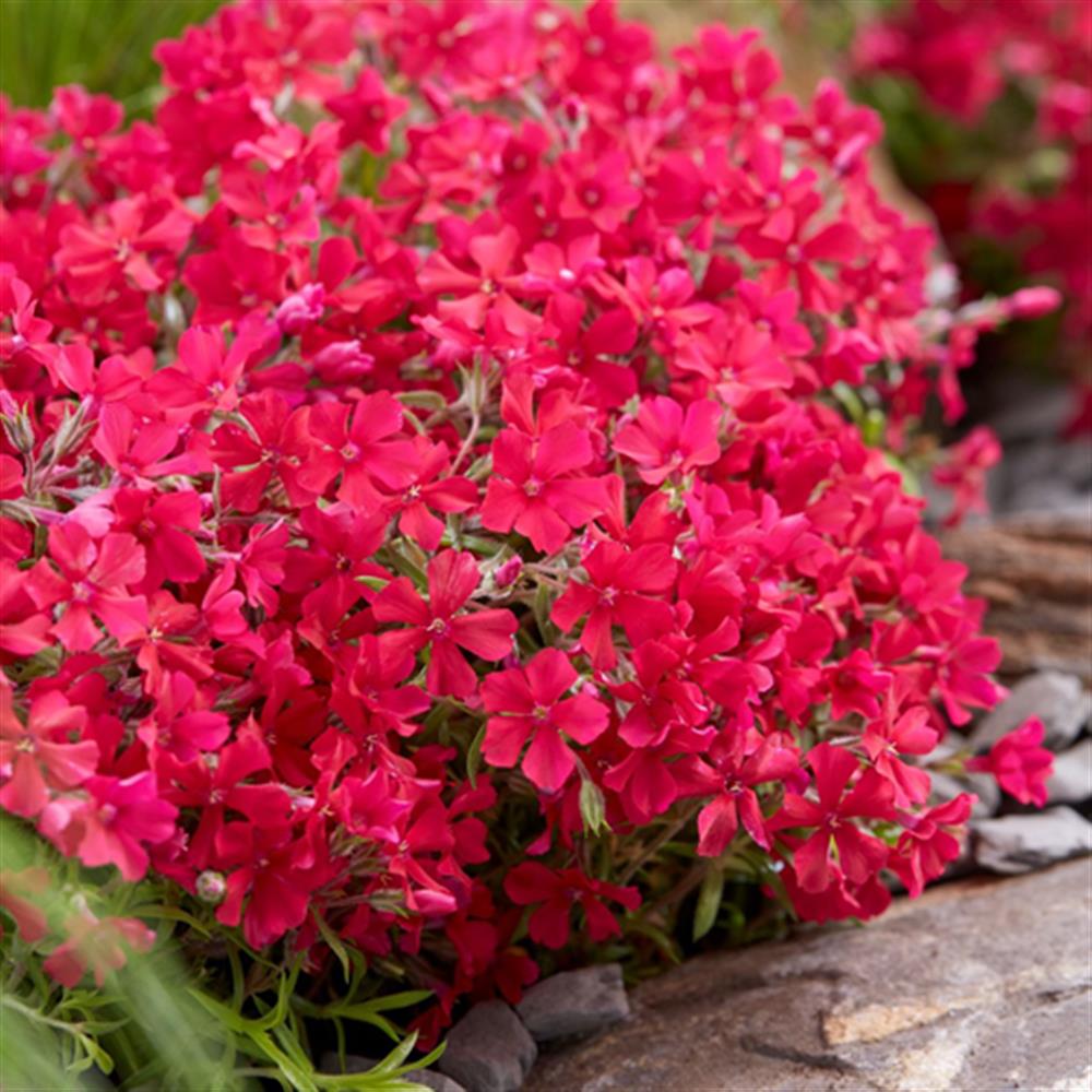 Phlox 'Red Wings' Qt. Qt.