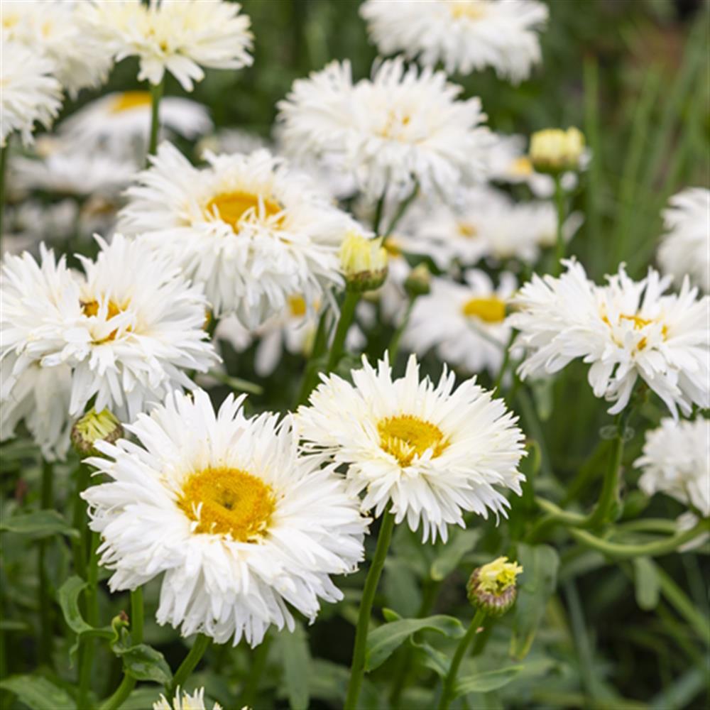 Shasta Daisy, 'Western Star Pisces'#1
