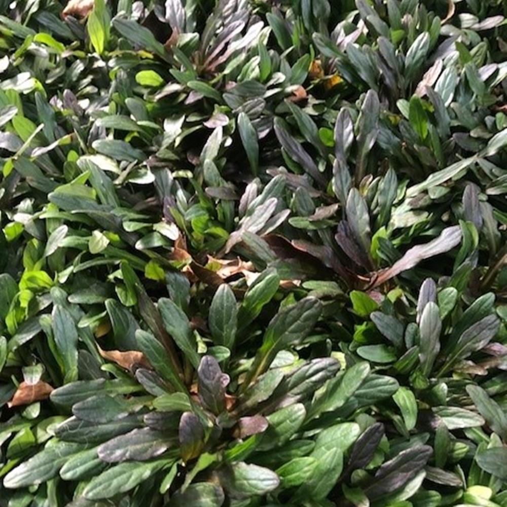 Ajuga 'Chocolate Chip' Qt. 4" Pot