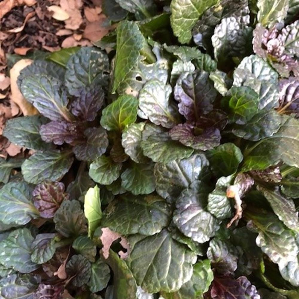 Ajuga 'Black Scallop'#1 #1