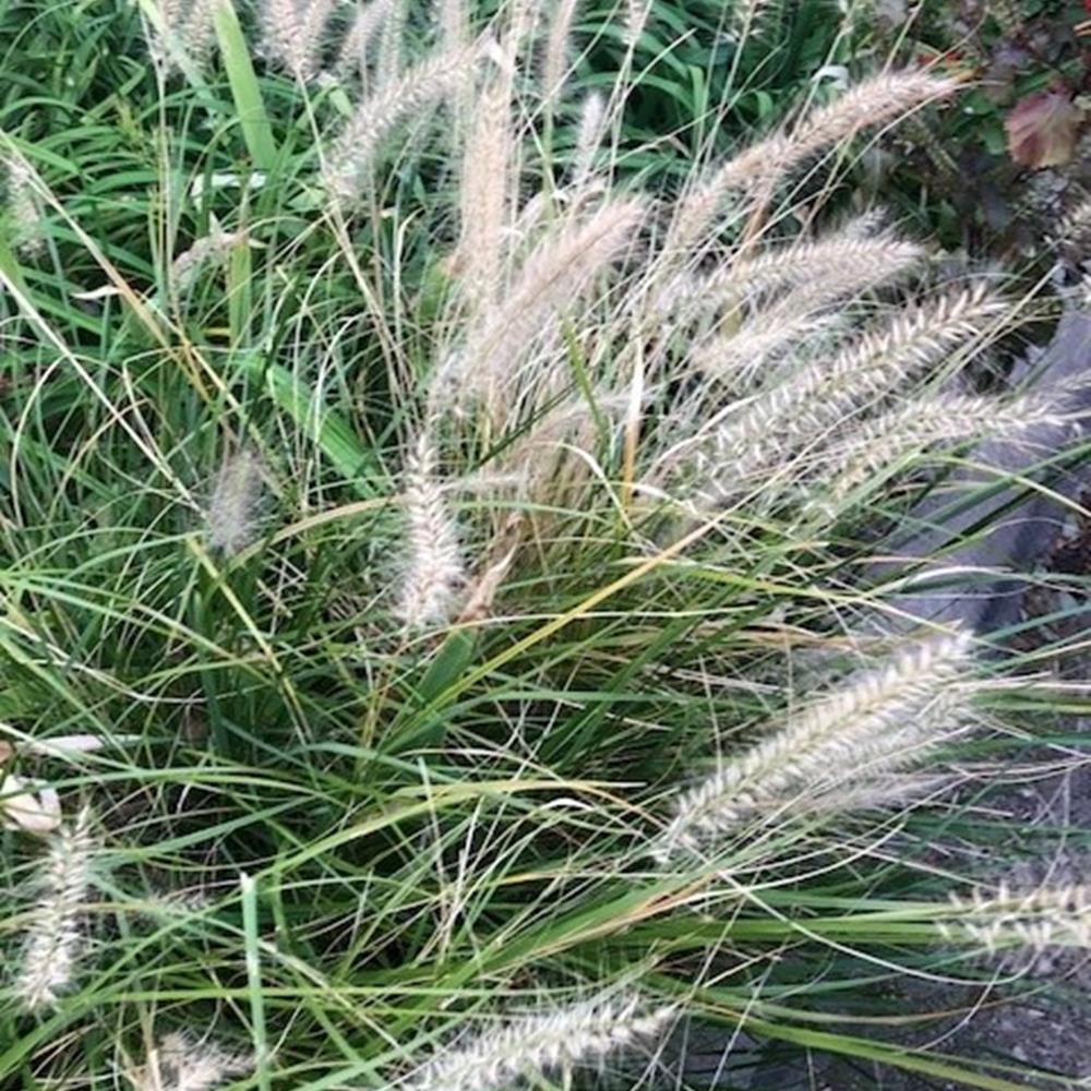 Grass, Pennisetum 'Hameln' ak #1 #1