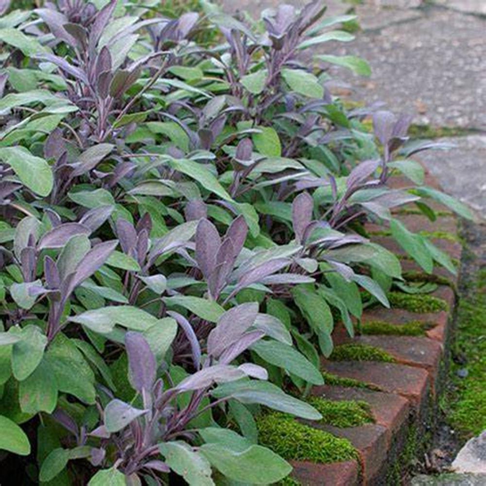 Herb, Annual Sage Common 4" 4"