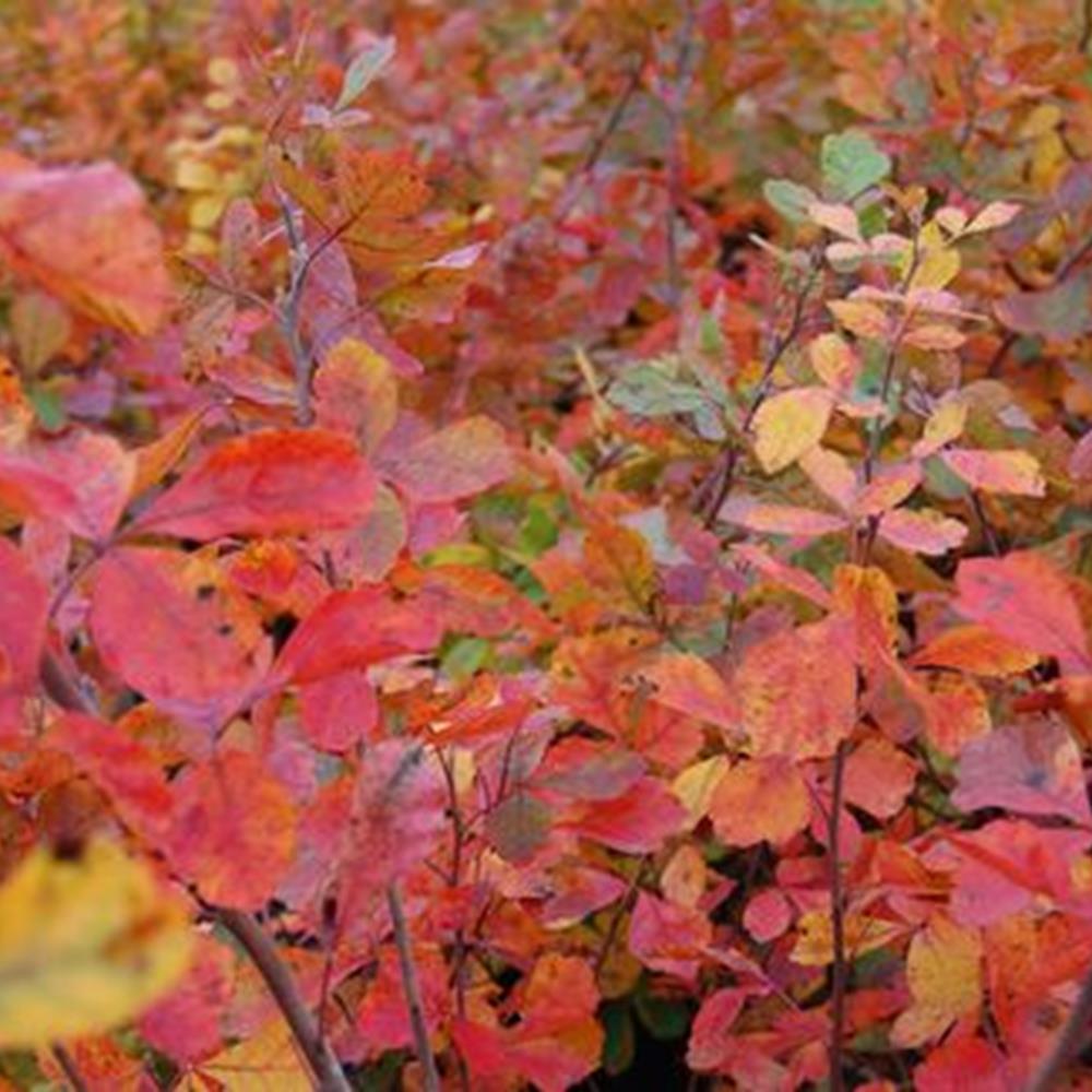 Sumac, Fragrant 'Gro-Low'