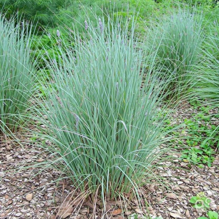 Grass, Little Bluestem 'Smoke Signal' #1 #1 Pot