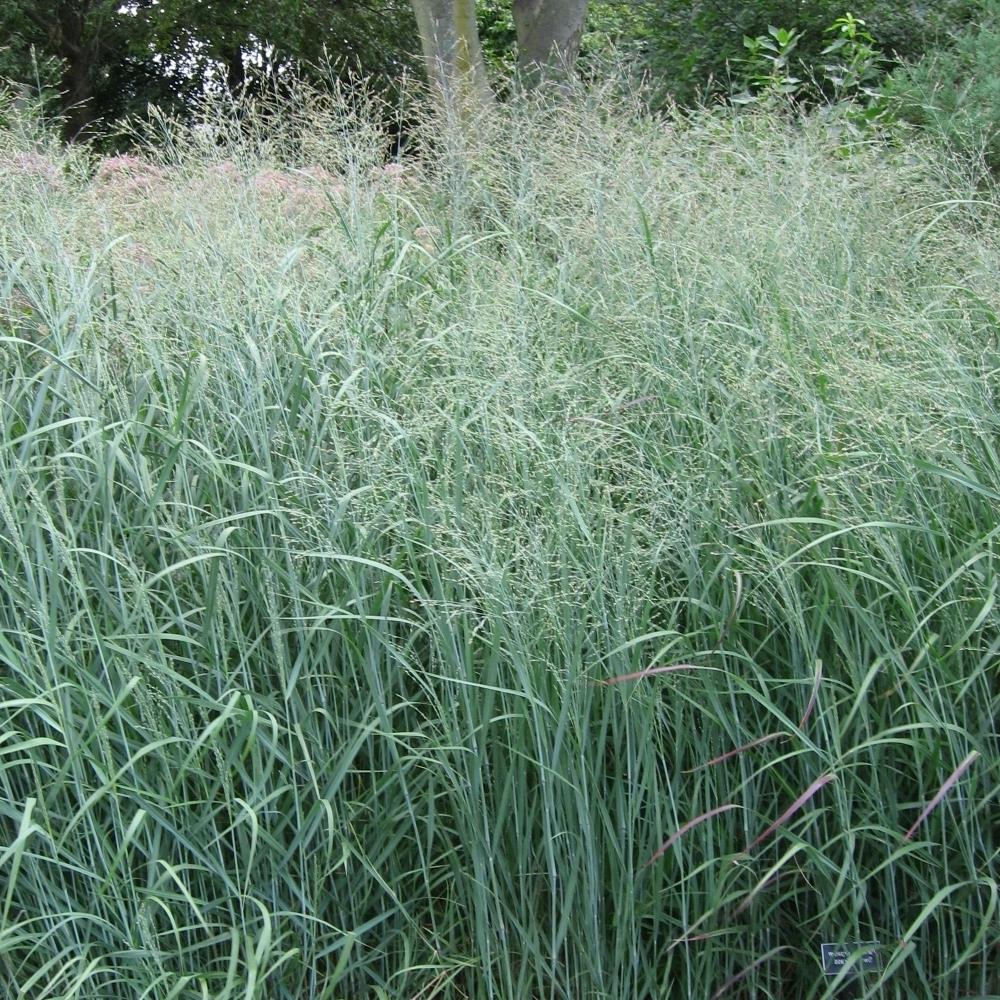 Grass, Panicum 'Heavy Metal' #1 #1