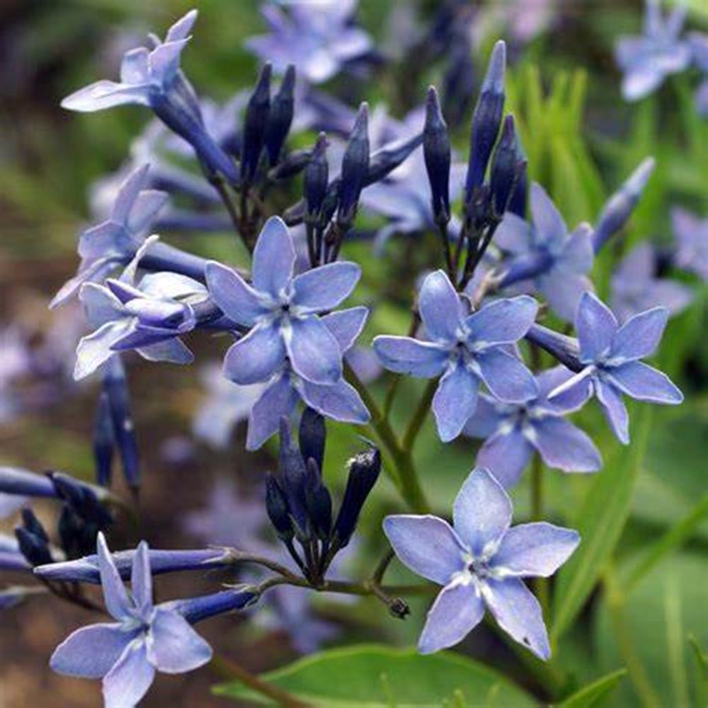 Amsonia, 'Blue Ice' #1 #1 Pot