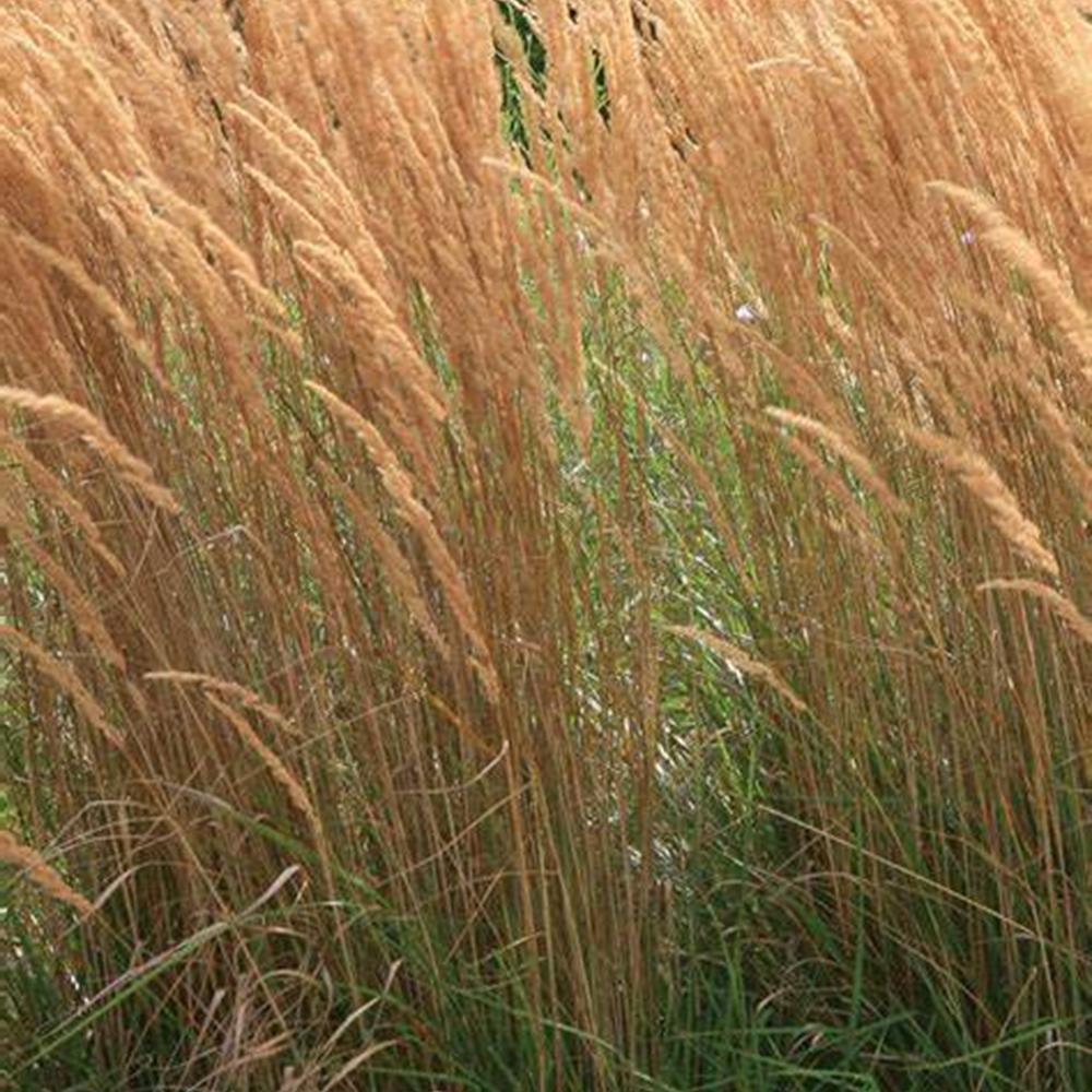Grass, Reed Feather 'Karl Foerster' #2 #2 Pot