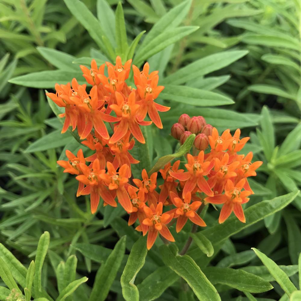 Butterfly Weed (Orange) # Asclepias #1 Pot