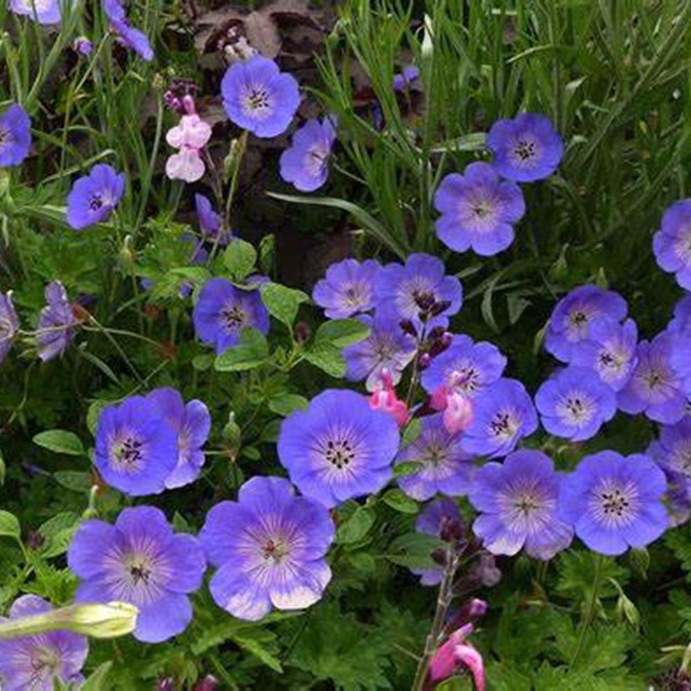 Geranium 'Rozanne' #1 #1