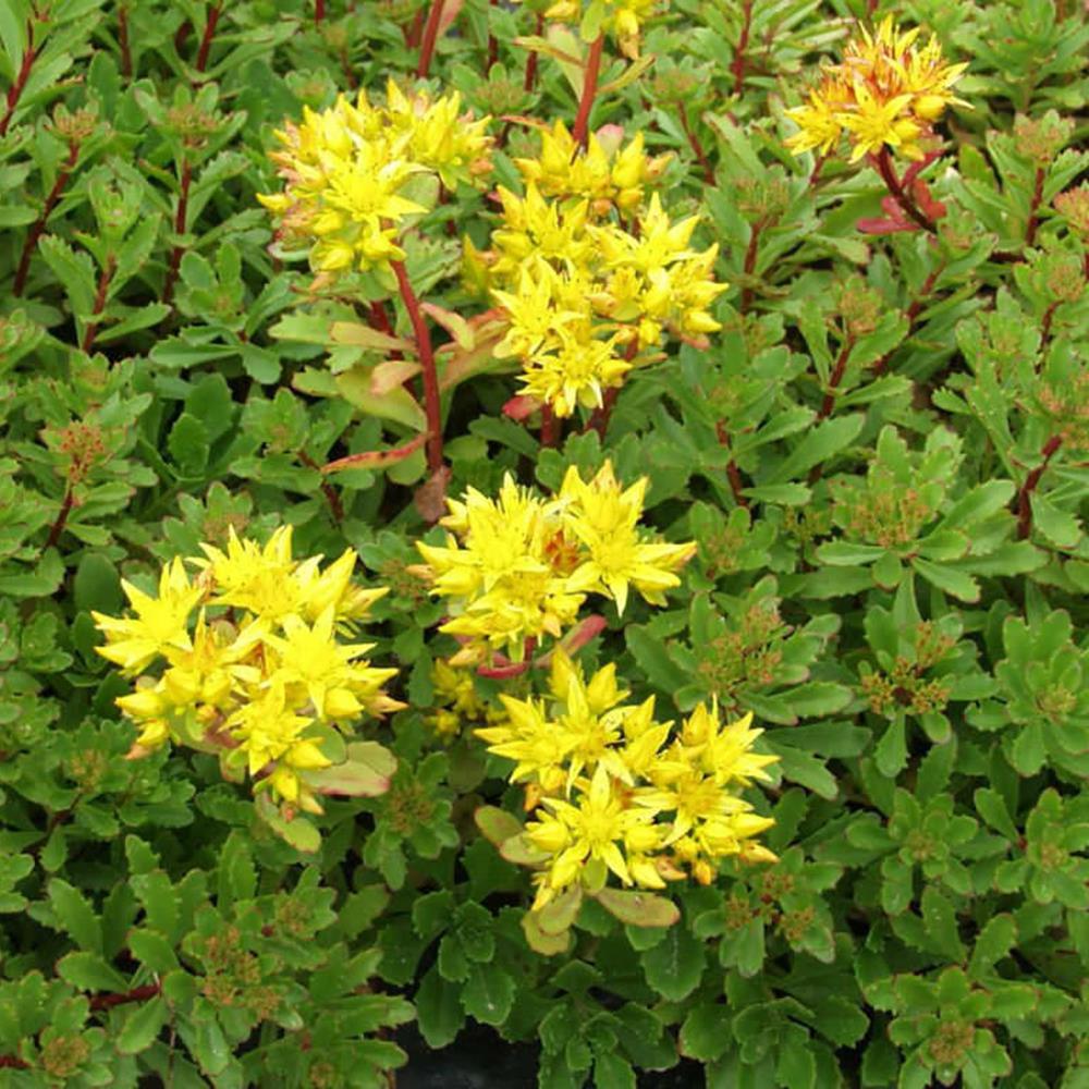 Sedum, 'Kamptschaticum' #1 #1