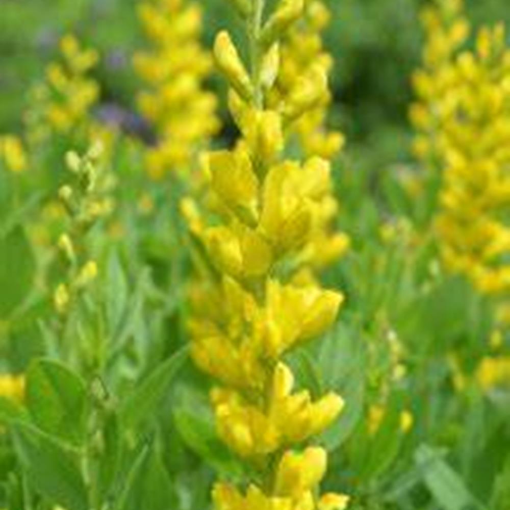 Baptisia 'Decadent Lemon Meringue' #1#1 #1 Pot