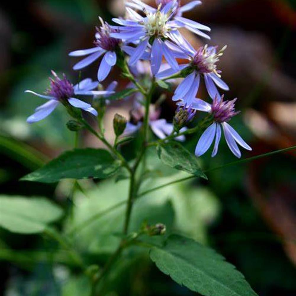 Aster 'Wood's Blue' #1 #1