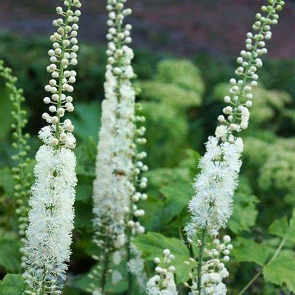 Bugbane 'Black Negligee' aka Snakeroot #1 #1