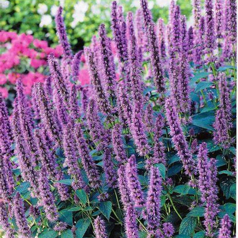 Anise Hyssop 'Blue Fortune' Agastache #1 #1