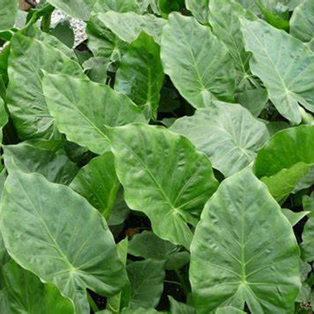 Alocasia Calidora Elephant Er 10" 10"