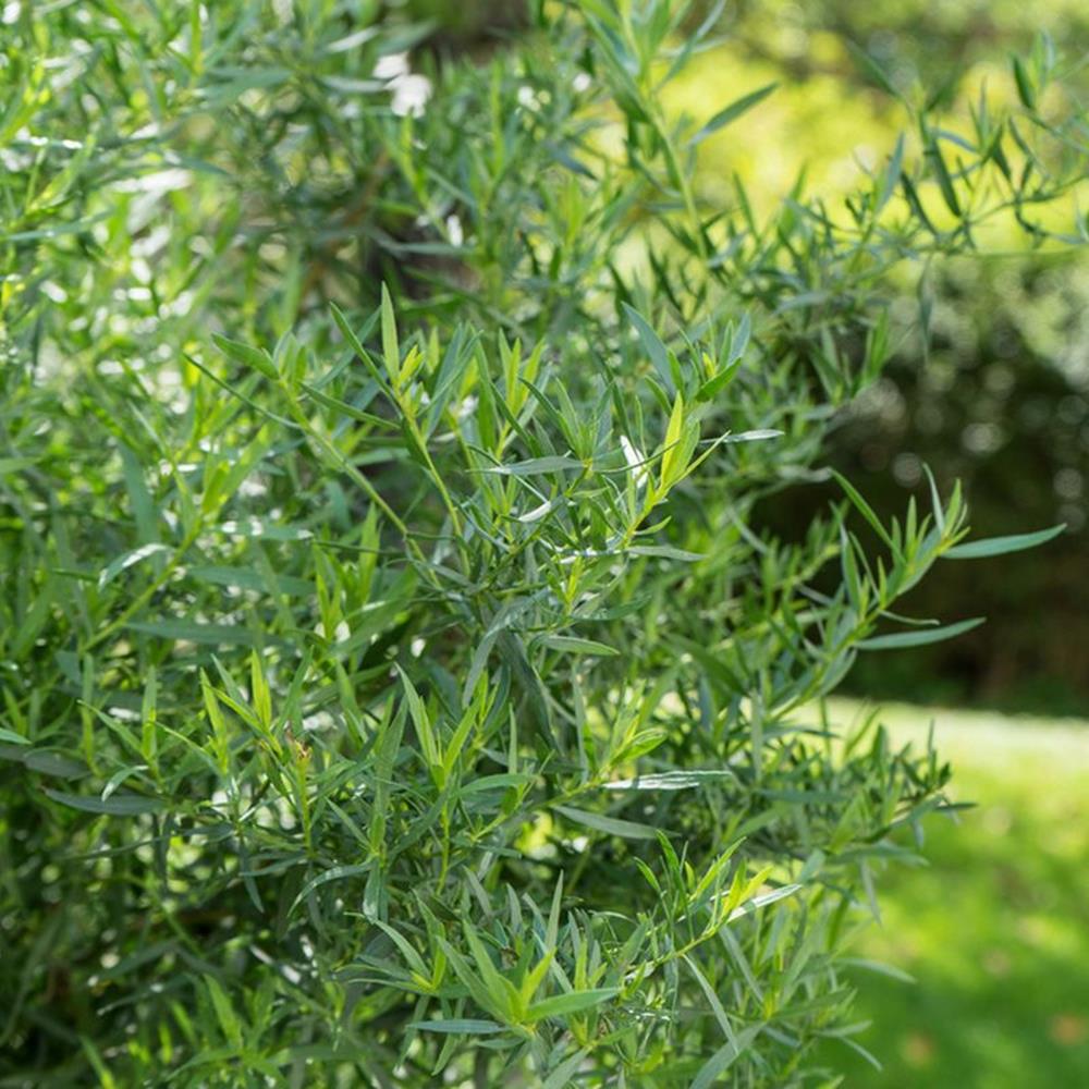 Herb, Annual French Tarragon Q