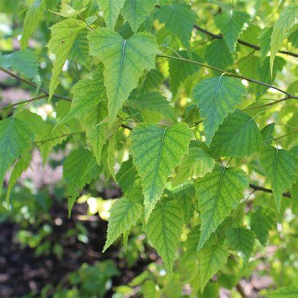 Birch, Japanese 'Whitespire' #10 Cl #10 Clump