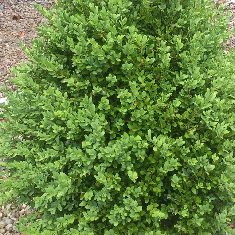 Boxwood 'Green Mountain' #10 Pyramid #10 Pot Pyramid