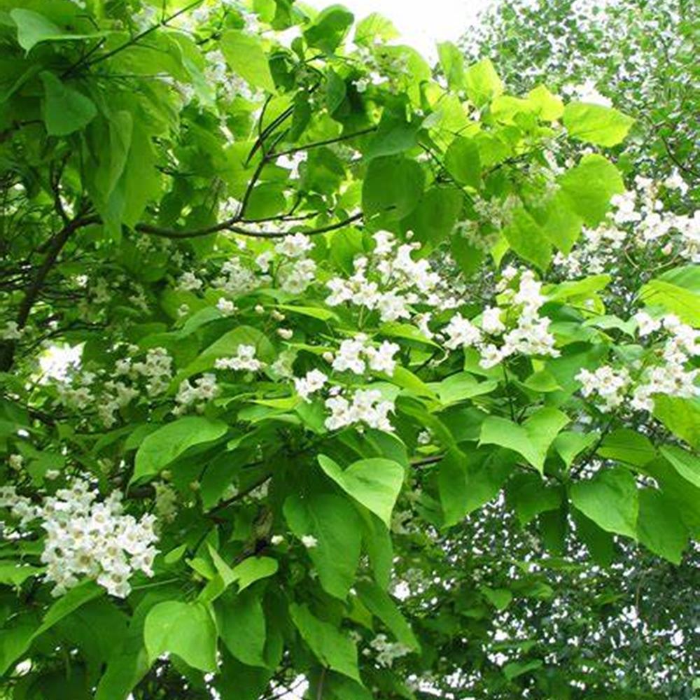 Catalpa #15 1.25"