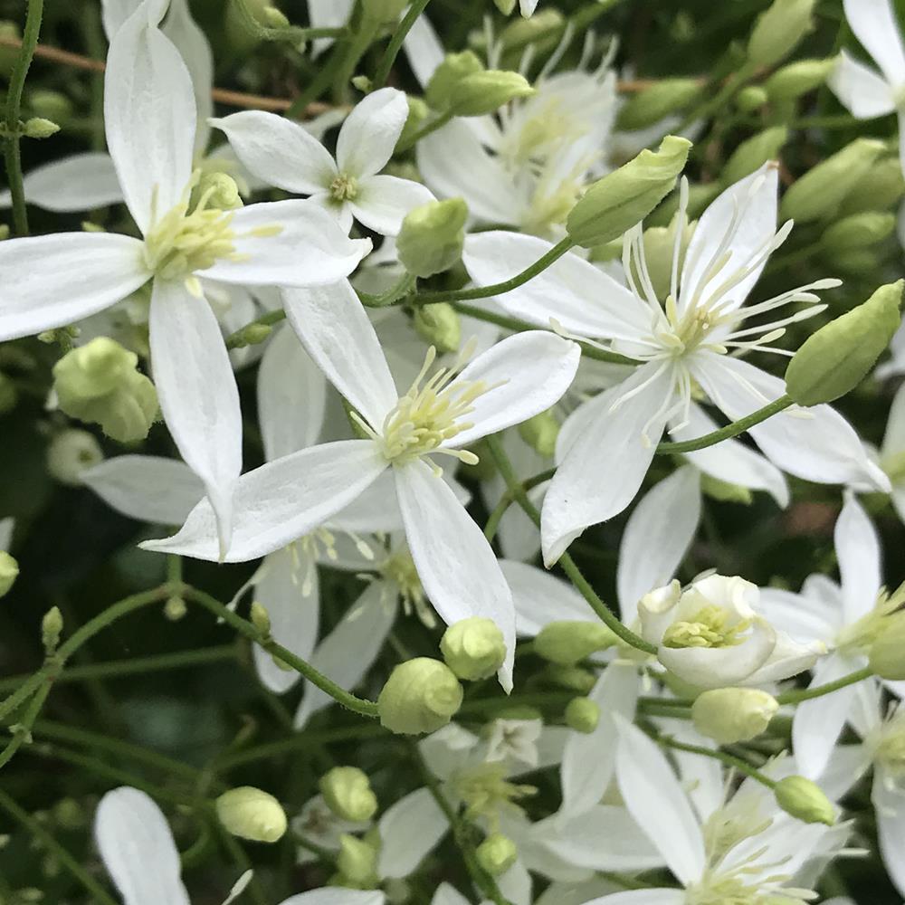 Clematis, Sweet Autumn #2 staked #2 staked